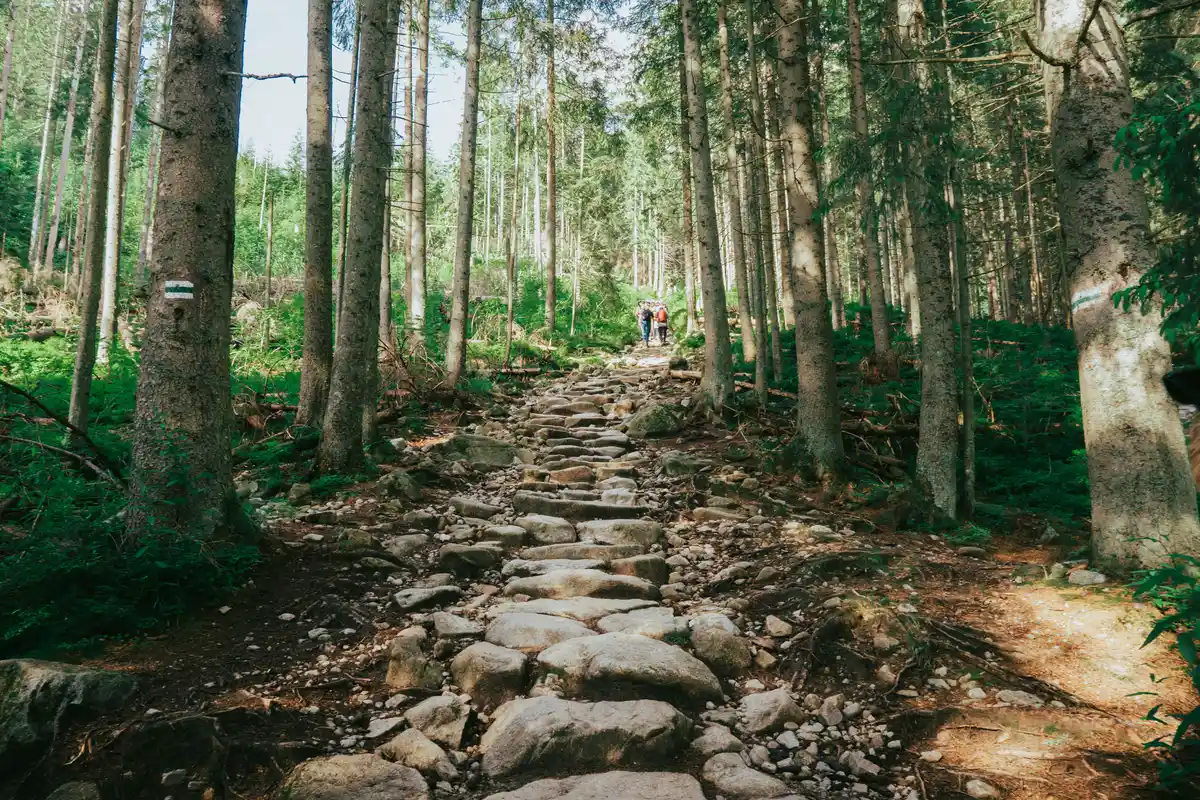 Sentier de trail rocheux et technique en forêt, terrain typique où les quadriceps freinent en descente